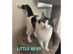 Little Ricky Domestic Shorthair Kitten Male