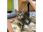Piaget Domestic Shorthair Kitten Female