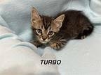 Turbo Domestic Shorthair Kitten Male