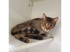 TOMMY Domestic Shorthair Adult Male