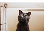 73368A Vienna-Pounce Cat Cafe Domestic Shorthair Adult Female