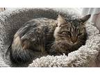 Rose (bonded to Lily) Domestic Mediumhair Young Female