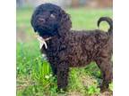 Goldendoodle Puppy for sale in Canon, GA, USA