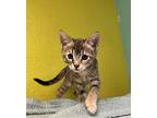 Delulu Domestic Shorthair Kitten Female