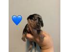 Dachshund Puppy for sale in Springfield, TN, USA