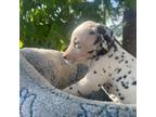 Dalmatian Puppy for sale in Riverside, CA, USA