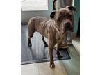 Kong American Staffordshire Terrier Adult Male