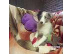 Shetland Sheepdog Puppy for sale in Fairfield, ME, USA