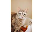73366A Robin-Pounce Cat Cafe Domestic Shorthair Adult Female