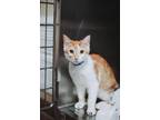 73287a Linus Domestic Shorthair Adult Male