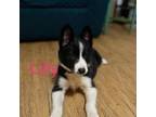 Border Collie Puppy for sale in Saint Cloud, FL, USA