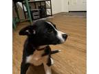 Border Collie Puppy for sale in Saint Cloud, FL, USA