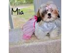 Shih Tzu Puppy for sale in Ocala, FL, USA