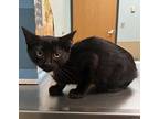 Smoosh Bean Piddly Doos Domestic Shorthair Kitten Male