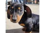 Dachshund Puppy for sale in Vernon, AZ, USA