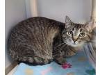 Drizzle Domestic Shorthair Adult Female