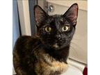 Camellia Domestic Shorthair Young Female