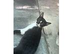 Catilac Domestic Shorthair Young Male