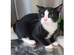 Lawson Domestic Shorthair Young Male
