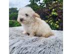 Poodle (Toy) Puppy for sale in Atlanta, GA, USA