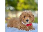 Calvin - F1b Toy Goldendoodle