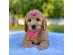 Mutt Puppy for sale in Frostproof, FL, USA
