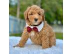 Abdiel - F1b Mini Goldendoodle