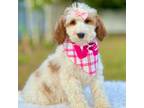 Goldendoodle Puppy for sale in Frostproof, FL, USA