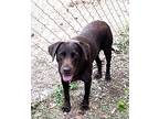 Bailey Wants A Family!, Labrador Retriever For Adoption In Athens, Tennessee