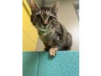 Marietta, Domestic Shorthair For Adoption In Pottsville, Pennsylvania