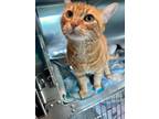 Honey, Domestic Shorthair For Adoption In Chicago Heights, Illinois
