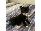 Mittens, Domestic Shorthair For Adoption In Ronkonkoma, New York
