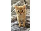 Marmalade, Domestic Shorthair For Adoption In Ronkonkoma, New York