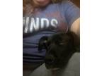 Juniper, Labrador Retriever For Adoption In Glen Mills, Pennsylvania