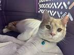 Pete, Domestic Shorthair For Adoption In Fairborn, Ohio