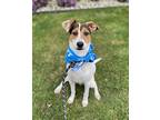 Oliver, Jack Russell Terrier For Adoption In Lynnwood, Washington