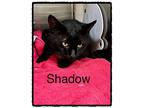 Shadow, Domestic Shorthair For Adoption In Holly Springs, Georgia