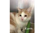 Kurrin, Domestic Shorthair For Adoption In Holly Springs, Georgia