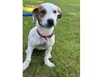 Holly, Jack Russell Terrier For Adoption In Summit, New Jersey