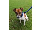 Mila, Jack Russell Terrier For Adoption In Summit, New Jersey