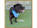 Oakley, Labrador Retriever For Adoption In Holly Springs, Georgia