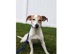 Jackie, Jack Russell Terrier For Adoption In Summit, New Jersey