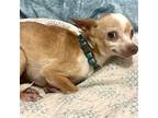 Sydney, Miniature Pinscher For Adoption In Spring Lake, North Carolina