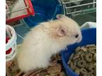 Peaches, Hamster For Adoption In Eugene, Oregon