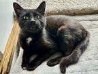 Nellie, Domestic Shorthair For Adoption In Ferndale, Michigan