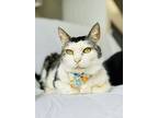 Wendy, Domestic Shorthair For Adoption In Rowland Heights, California