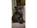 4 Kittens Need Homes Adopted Separately, Domestic Shorthair For Adoption In