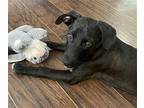 Zoe, Labrador Retriever For Adoption In Gilbert, Arizona