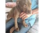 Tomas, Miniature Bull Terrier For Adoption In Killeen, Texas