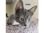 Cubby (24-227), Domestic Shorthair For Adoption In Seven Valleys, Pennsylvania